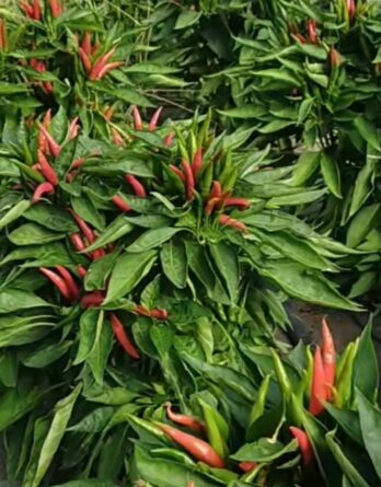 Piment Griffe de faucon Takanotsume