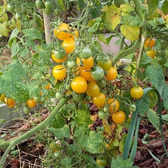 semence tomate cerise Mille fleurs