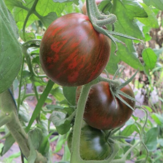 Tomate black and brown boar