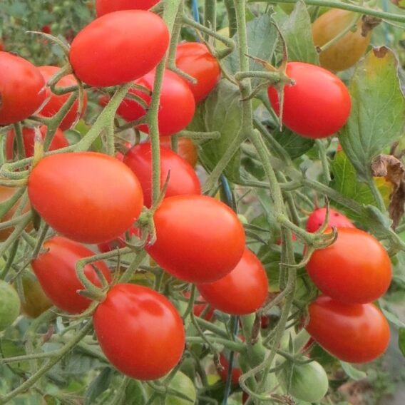 semence tomate boulette de Touraine