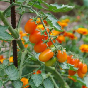 Tomate_cerise_Olive_Orange