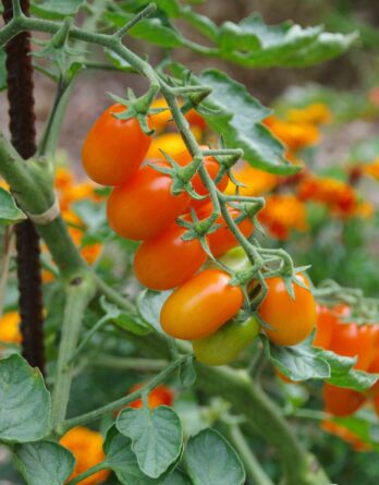 Tomate_cerise_Olive_Orange