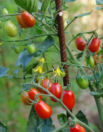 Tomate_cerise_boulette_de_tourraine