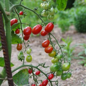Tomate_cerise_boulette_de_tourraine