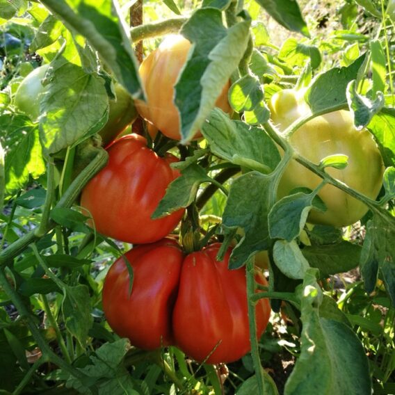 Semence tomate cœur de bœuf de Nice