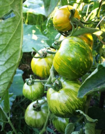 semence tomate green Zebra