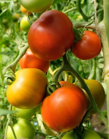 semence tomate matina