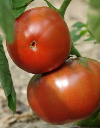 Tomate Noire de Crimée Bio