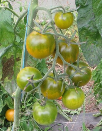 Semence tomate verte Esmeralda