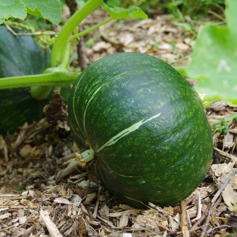 Potimarron Vert d'Hokkaido