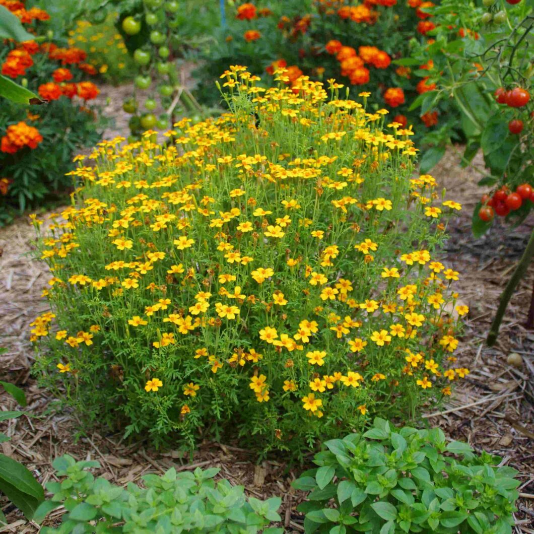 Tagète Agrume