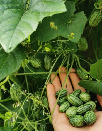 Concombre à confire