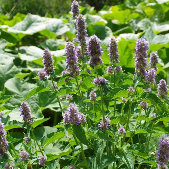 semence agastache anisée