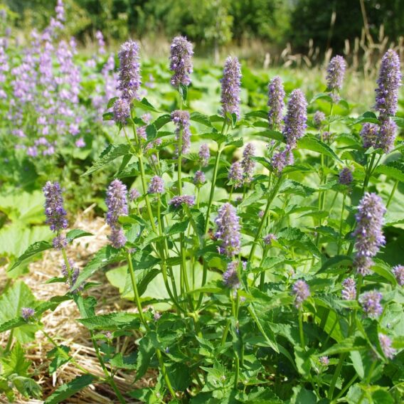 semence agastache anisée