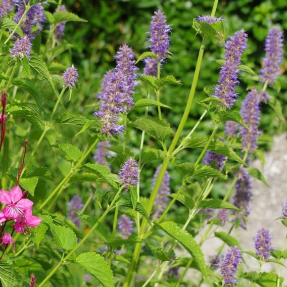 semence agastache anisée