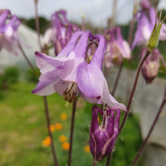 semence Ancolie des jardins