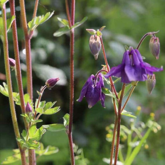 semence Ancolie des jardins