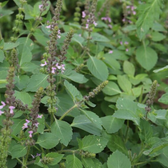 semence basilic sacré Tulsi