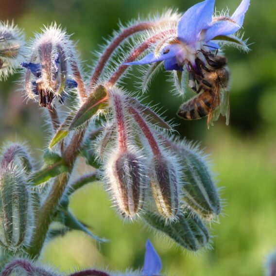 semence bourrache officinale bleu