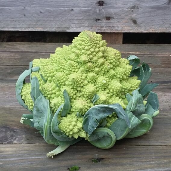 semence chou Romanesco vert