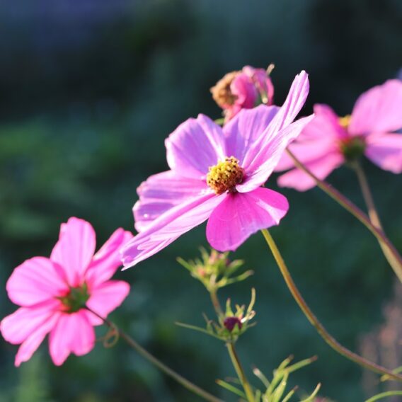 semence cosmos en mélange