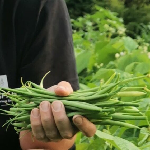 semence haricot nain vert mangetout Domino