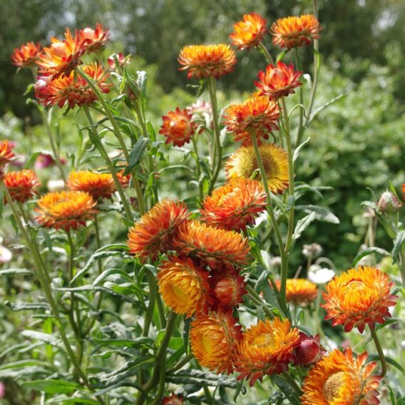 Immortelle à bractées