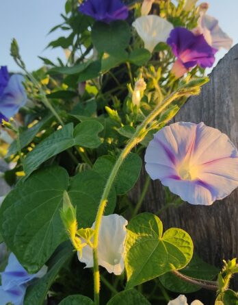 semence ipomée volubilis