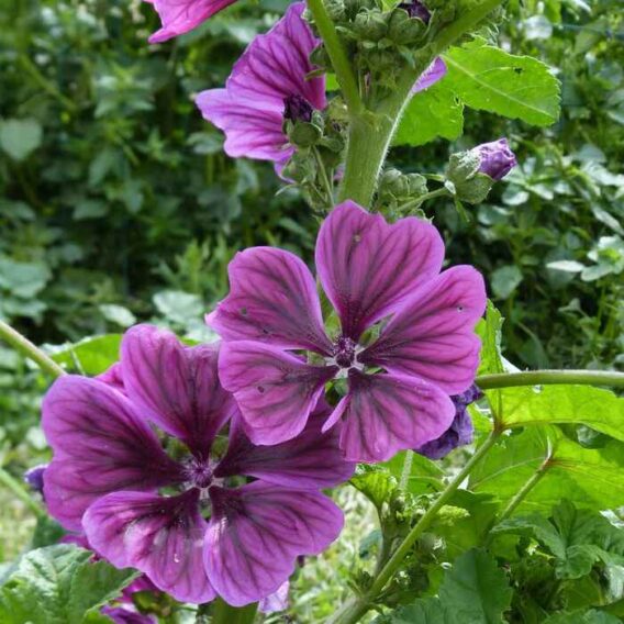 semence Mauve officinale de Mauritanie