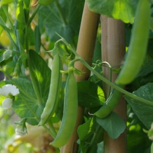 semence pois à écosser à rame précoce de mai