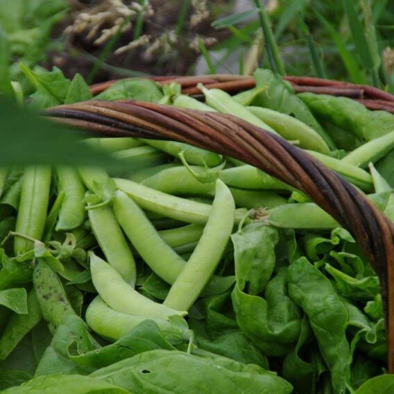 semence pois à écosser à rame précoce de mai