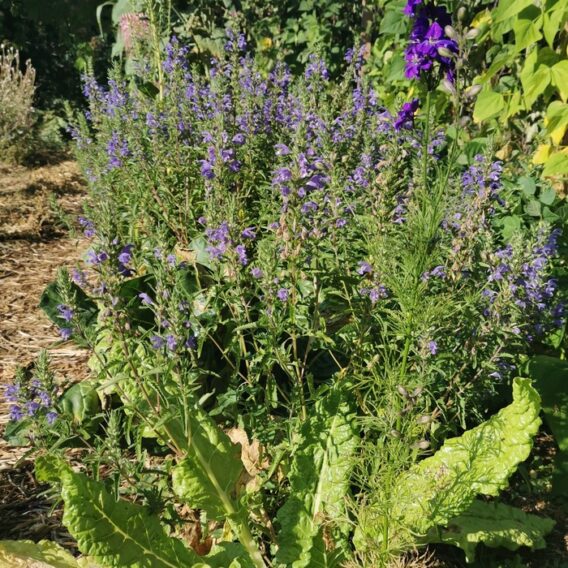 semence dracocéphale thé des jardins