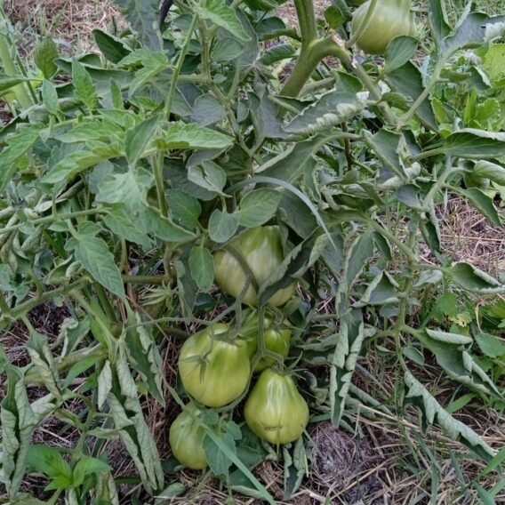 semence tomate cœur de bœuf de Nice