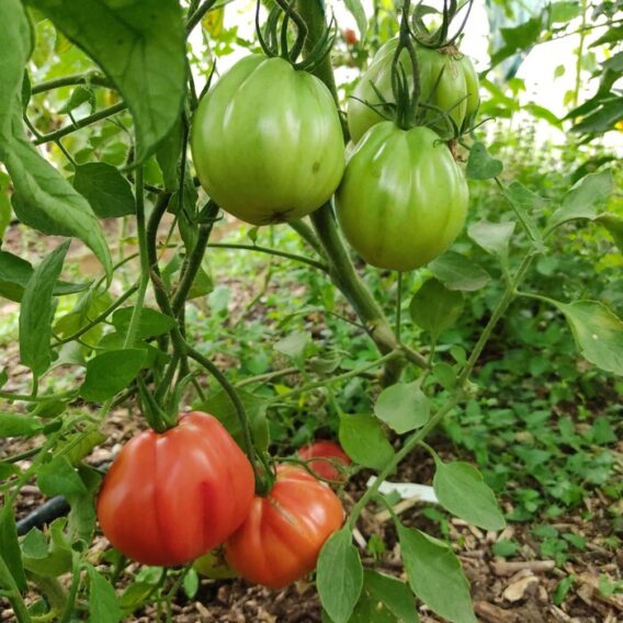 semence tomate cœur de bœuf de Nice