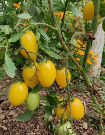 semence tomate Cream sausage