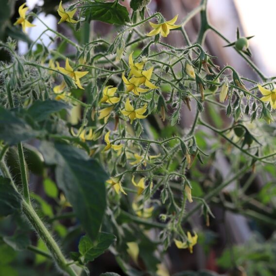 semence tomate cerise Mille fleurs