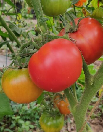 semence tomate saint Pierre