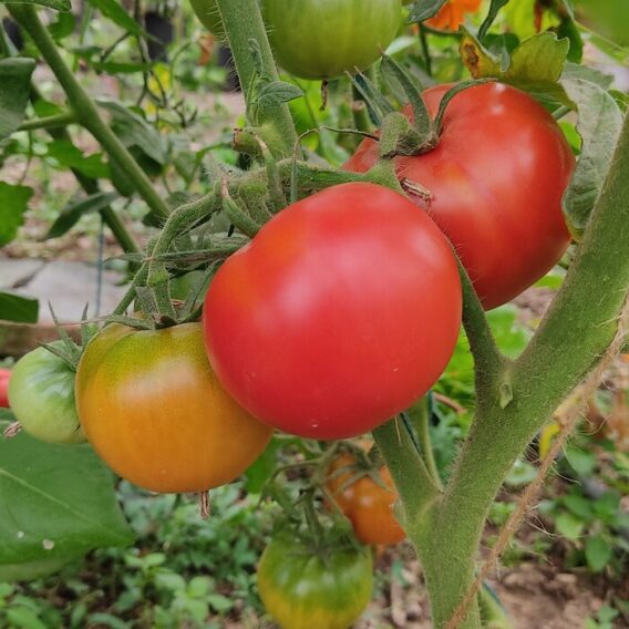 semence tomate saint Pierre