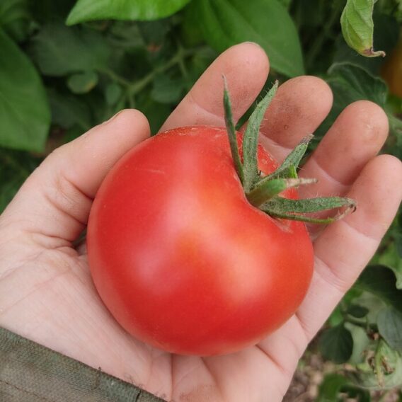 semence tomate saint Pierre