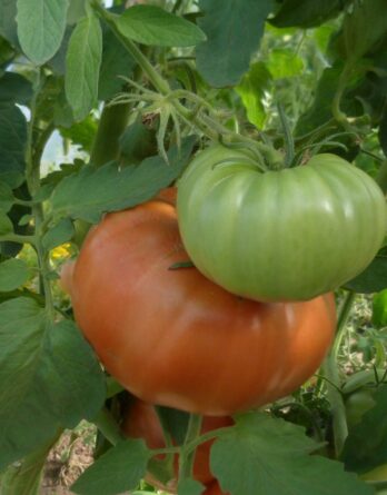 semence tomate super marmande