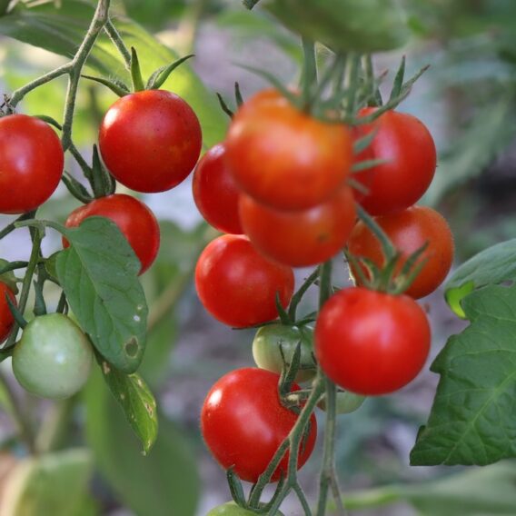 semence tomate cerise zuckertraube