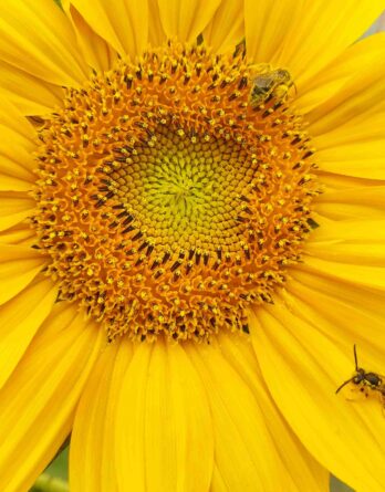 Tournesol à fleur jaune