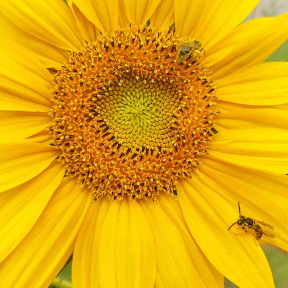 Tournesol à fleur jaune