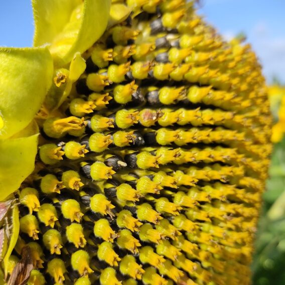 semence tournesol jaune