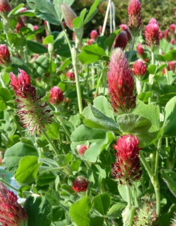 semence trèfle incarnat