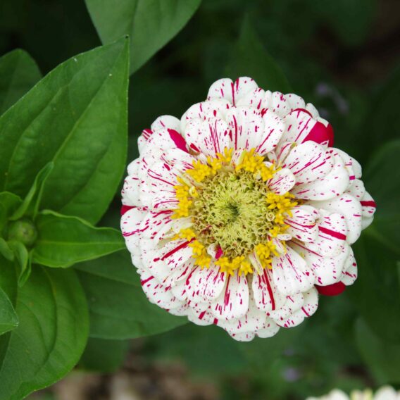 Zinnia en mélange