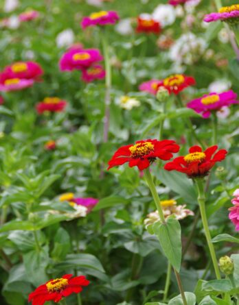 Zinnia en mélange