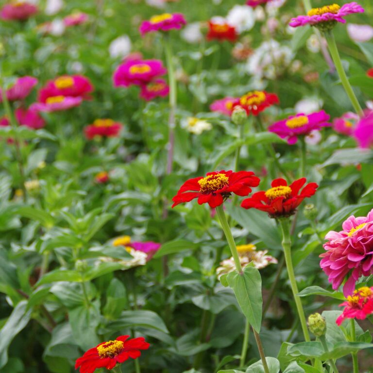 Zinnia en mélange