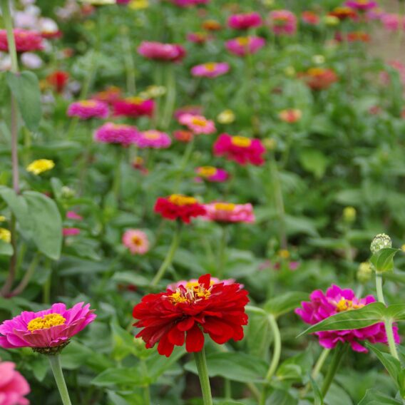 Zinnia en mélange