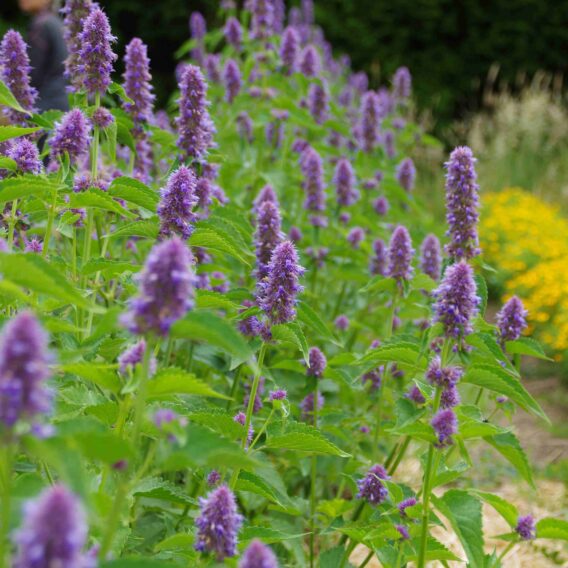 Agastache Anisée